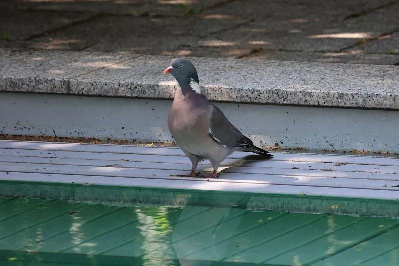 素食宠物食品,素食宠物零食有哪些品种
