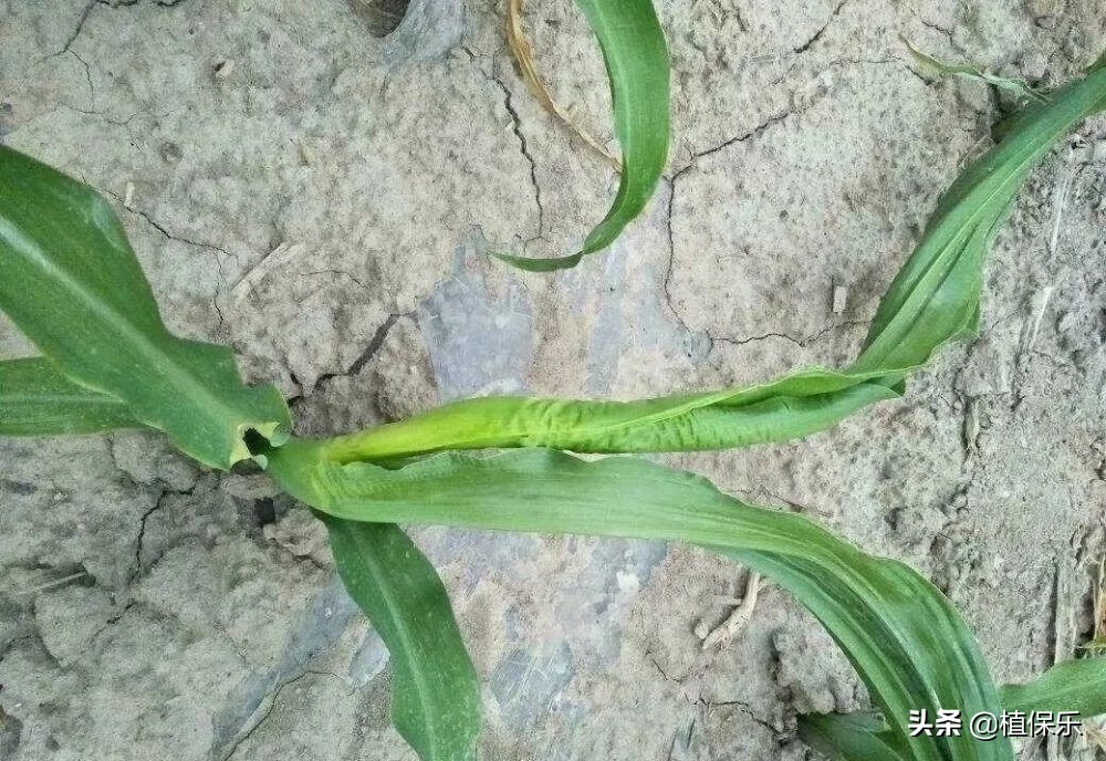 玉米心叶卷曲还能恢复吗,玉米扭心是什么原因造成的