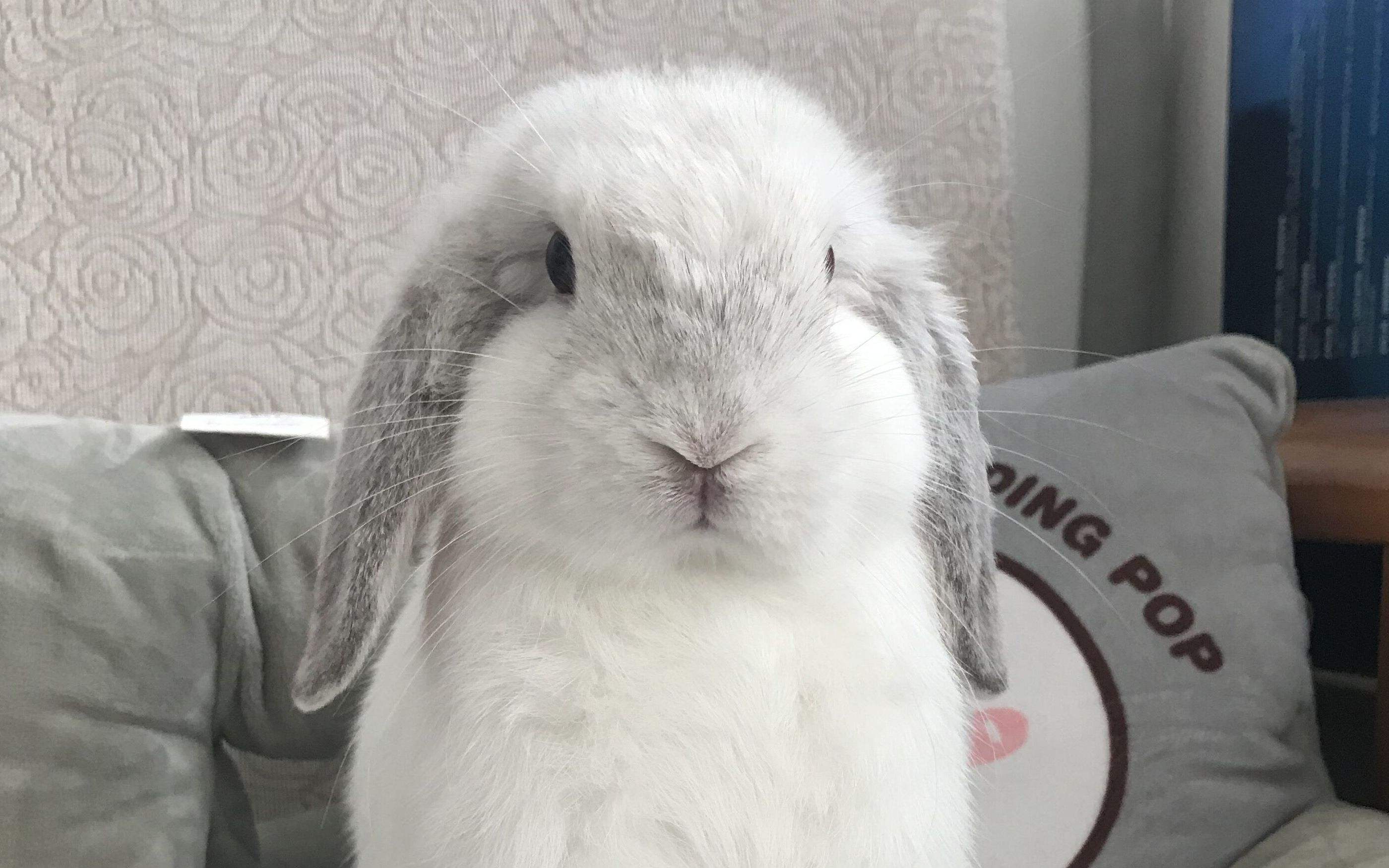 垂耳兔眼睛发红怎么回事,垂耳兔眼睛发炎用什么药