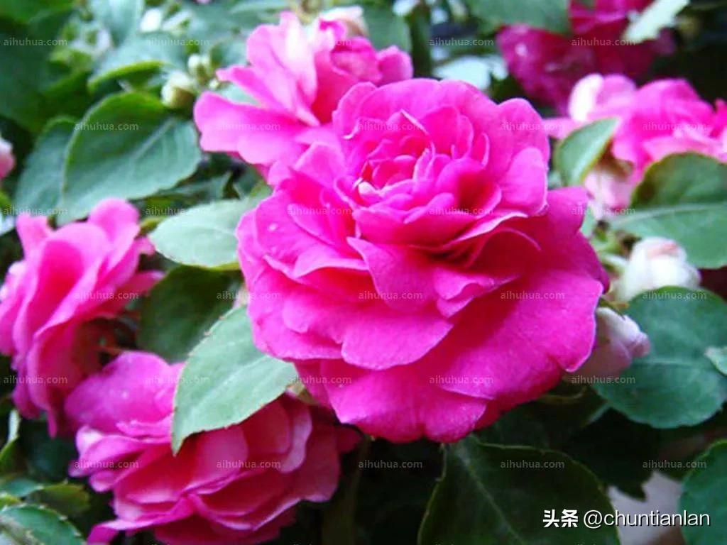 山茶花纯音乐,山茶花