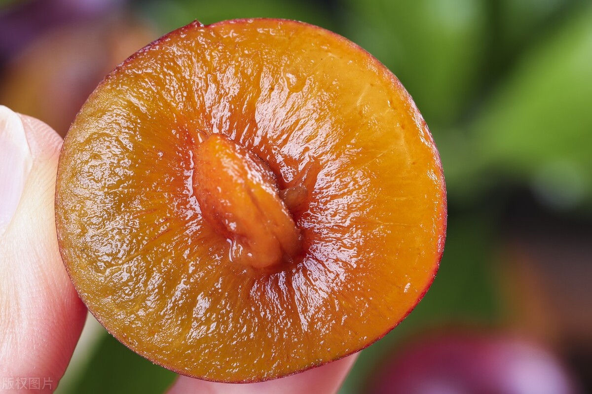 西梅保存方法是常温还是冷藏,西梅可以冻起来长期保存吗