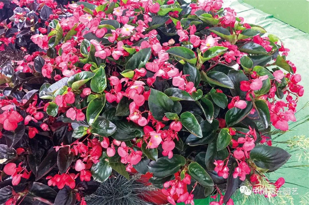 新兴的花卉盆栽,新兴花木盆景