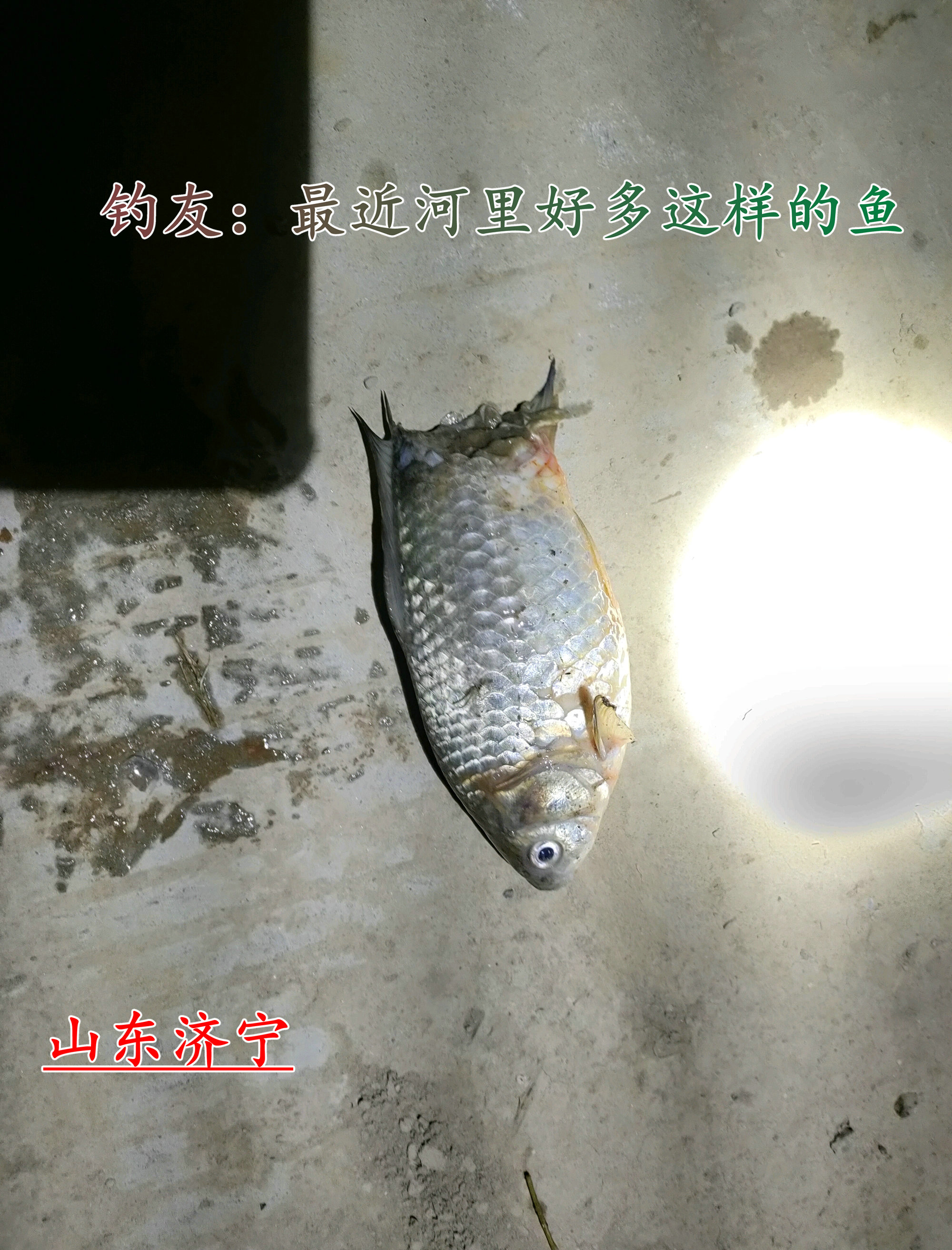 河里钓鱼鱼被咬了一半,钓鱼遇到被咬的鱼