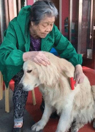 金毛和拉布拉多谁的战斗力更强,金毛和拉布拉多哪个大一些