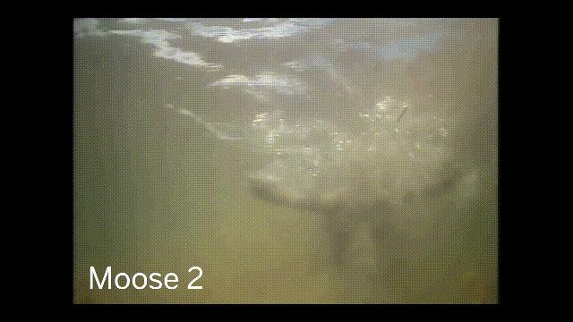 超级血液代表着什么,超级血液是啥