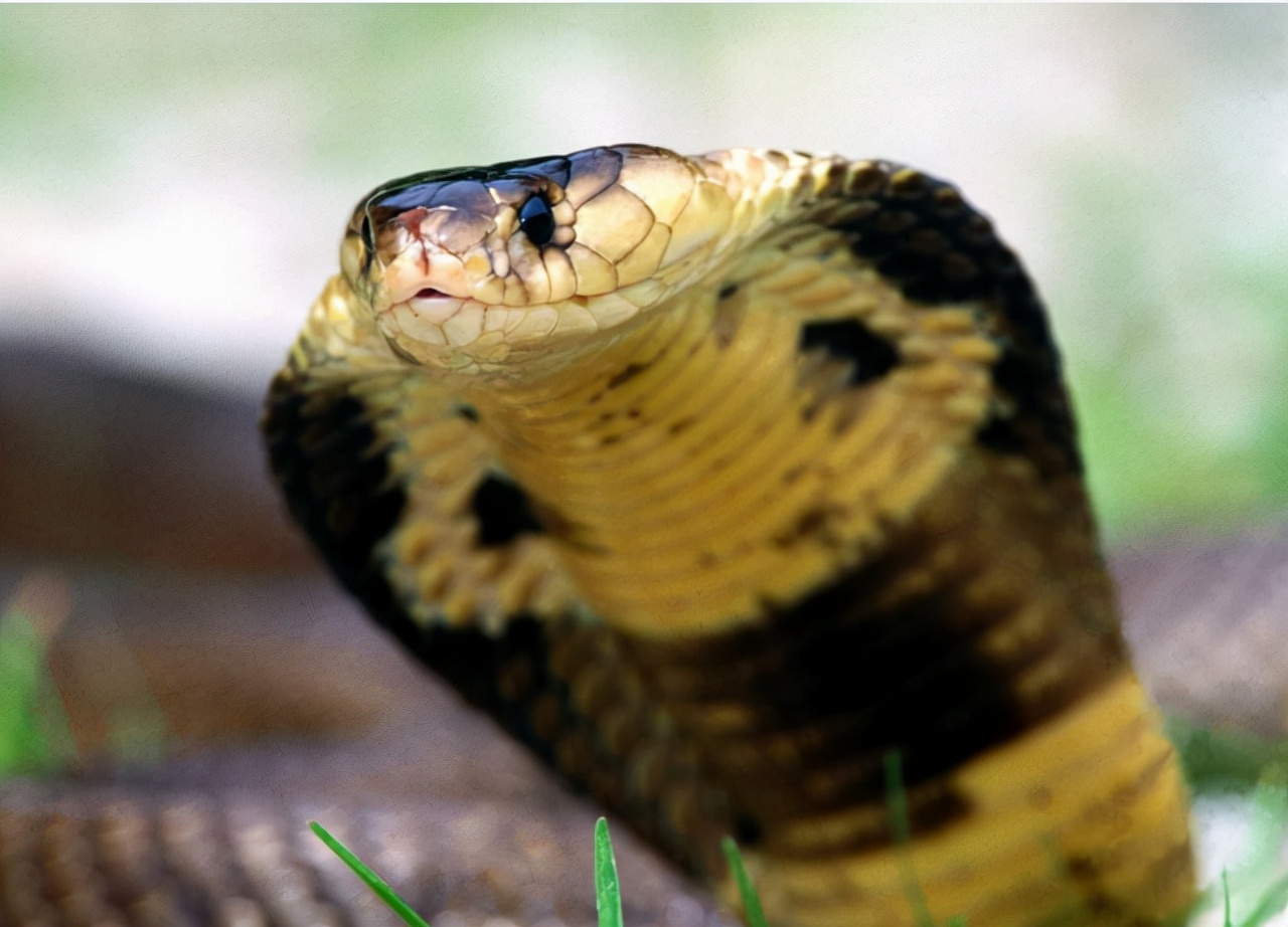 蛇头被砍下后为何还会跳起来咬人？