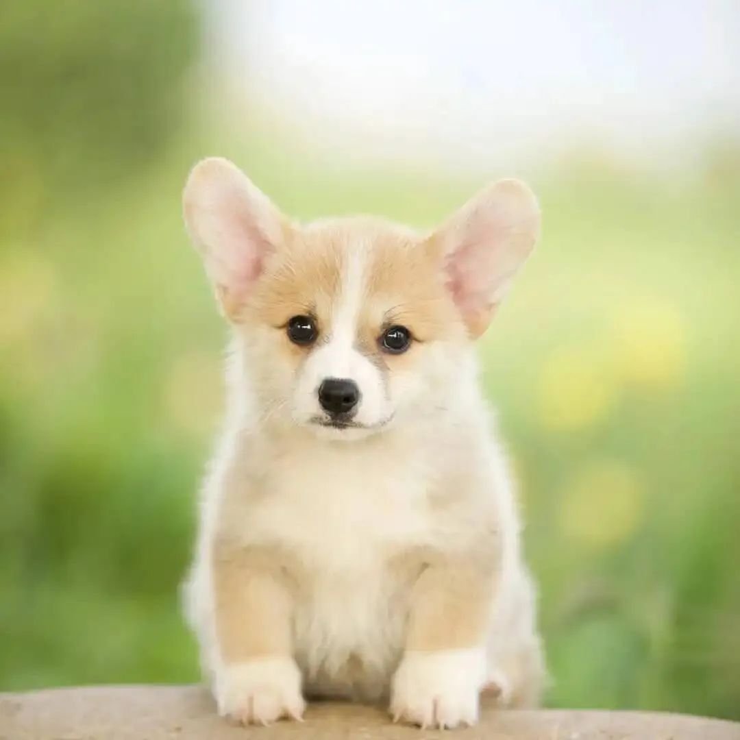 狗狗得细小的症状原因,狗狗得细小初期症状