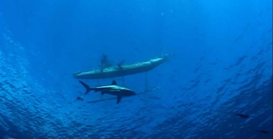 古老部落徒手捕鲨鱼,土著人原始部落捕猎鲨鱼