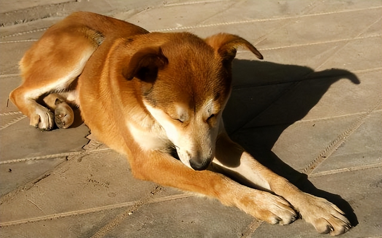 狗狗对你侧躺表示什么,狗狗向你伸懒腰表示什么