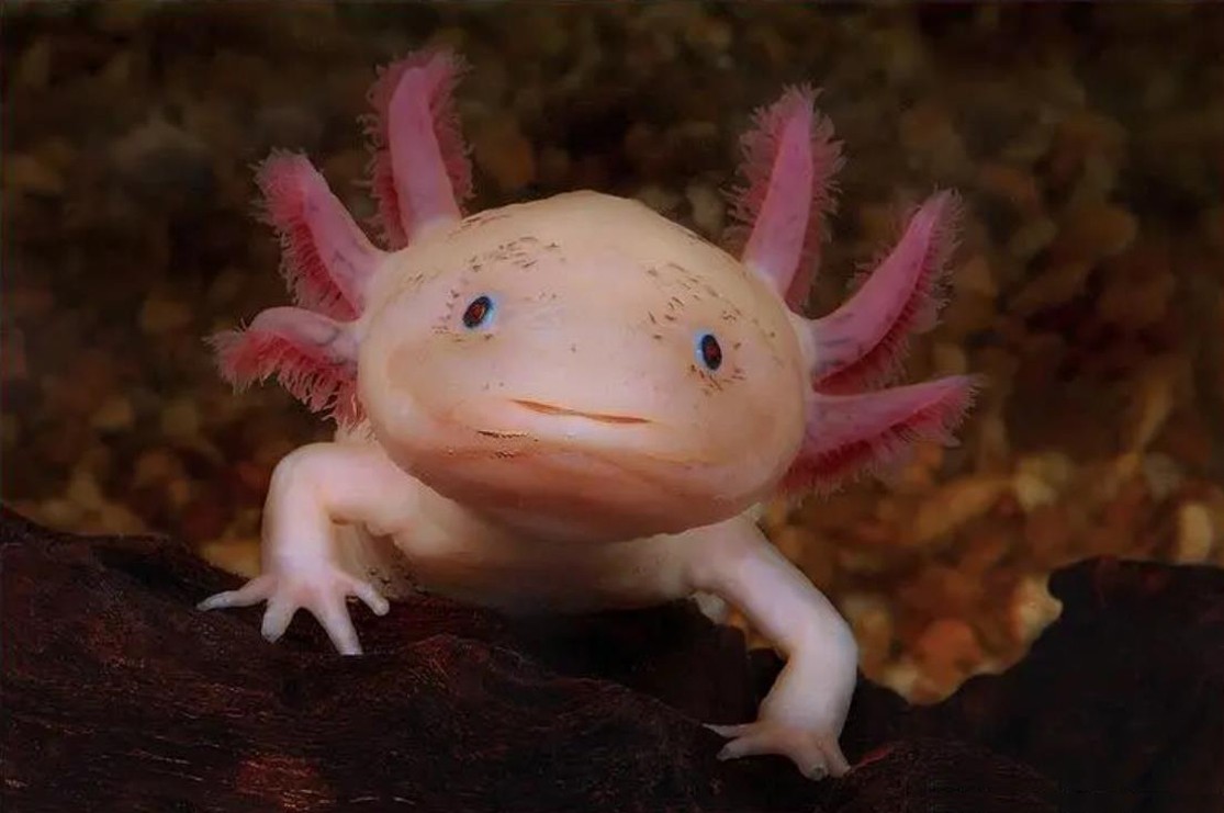 把自己玩成濒危的物种,把自己玩成了濒危动物