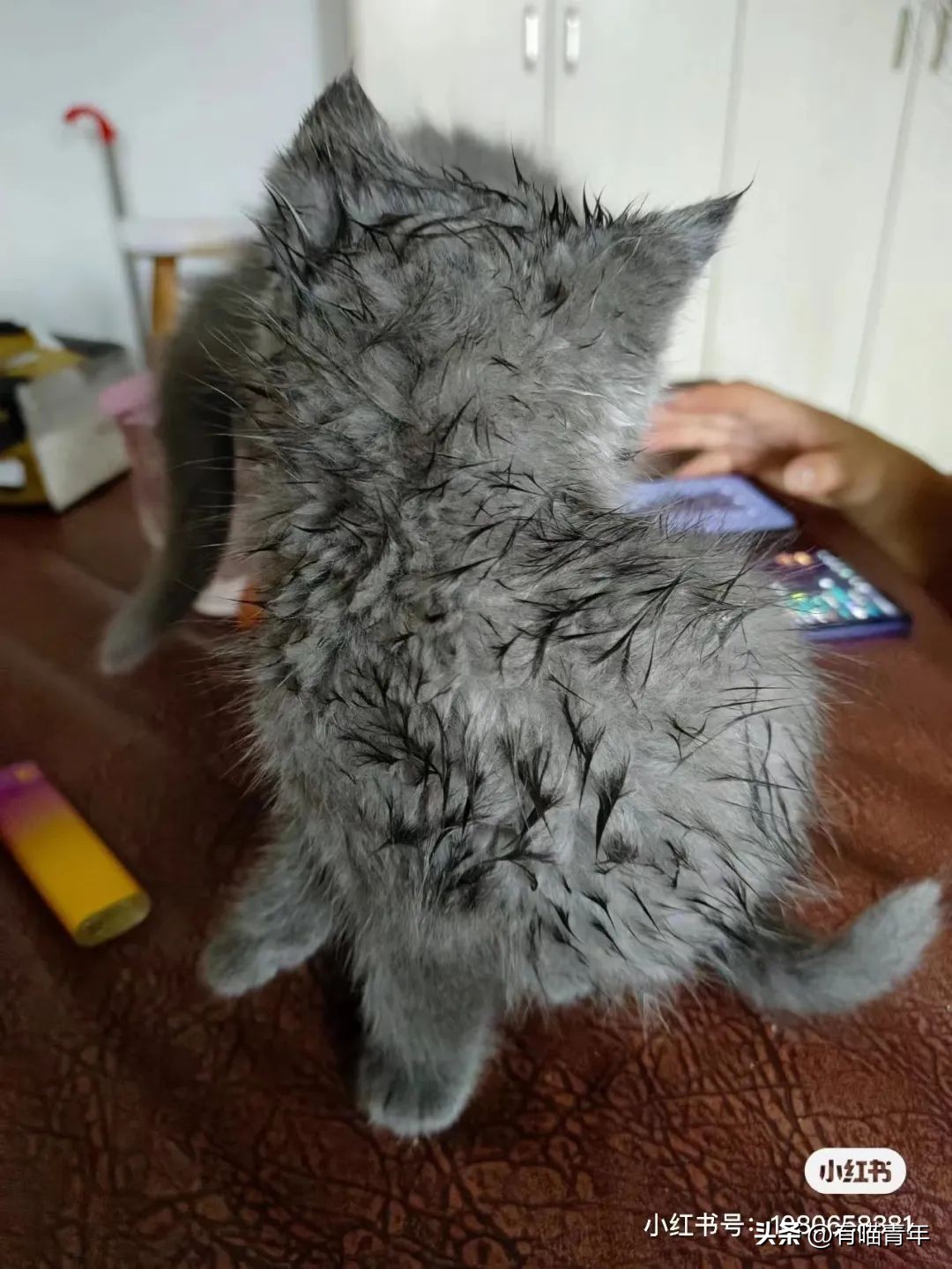 猫拉粑粑拉不出来不吃东西,猫老是叫还到处拉尿怎么办