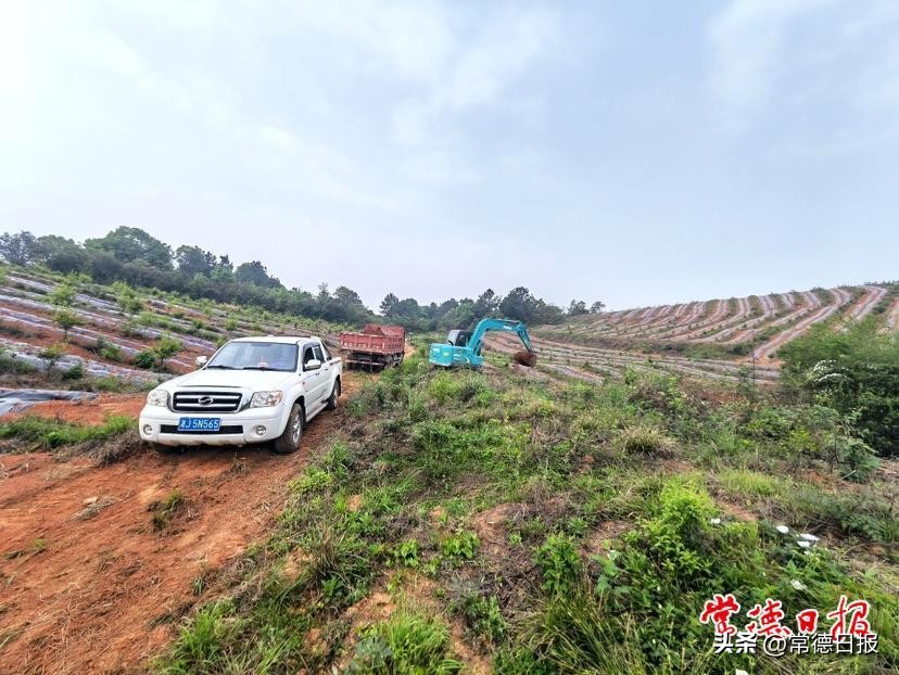 【创新突破产业突围】筑好“黄金巢”引得“金凤凰”4860万元产业园项目落地临澧县桂花村