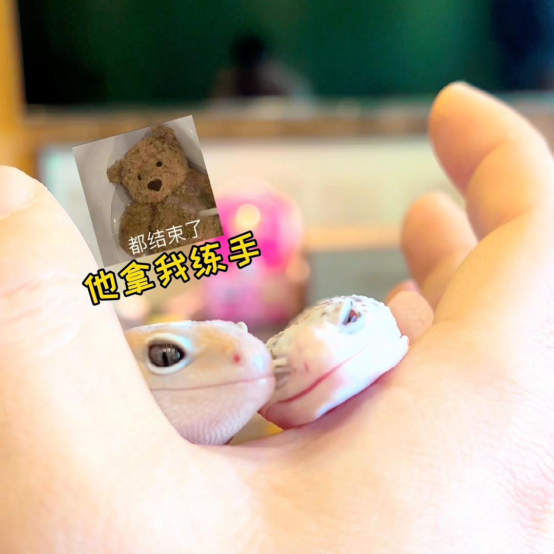 妲己守宫蜕皮,妲己豹纹守宫