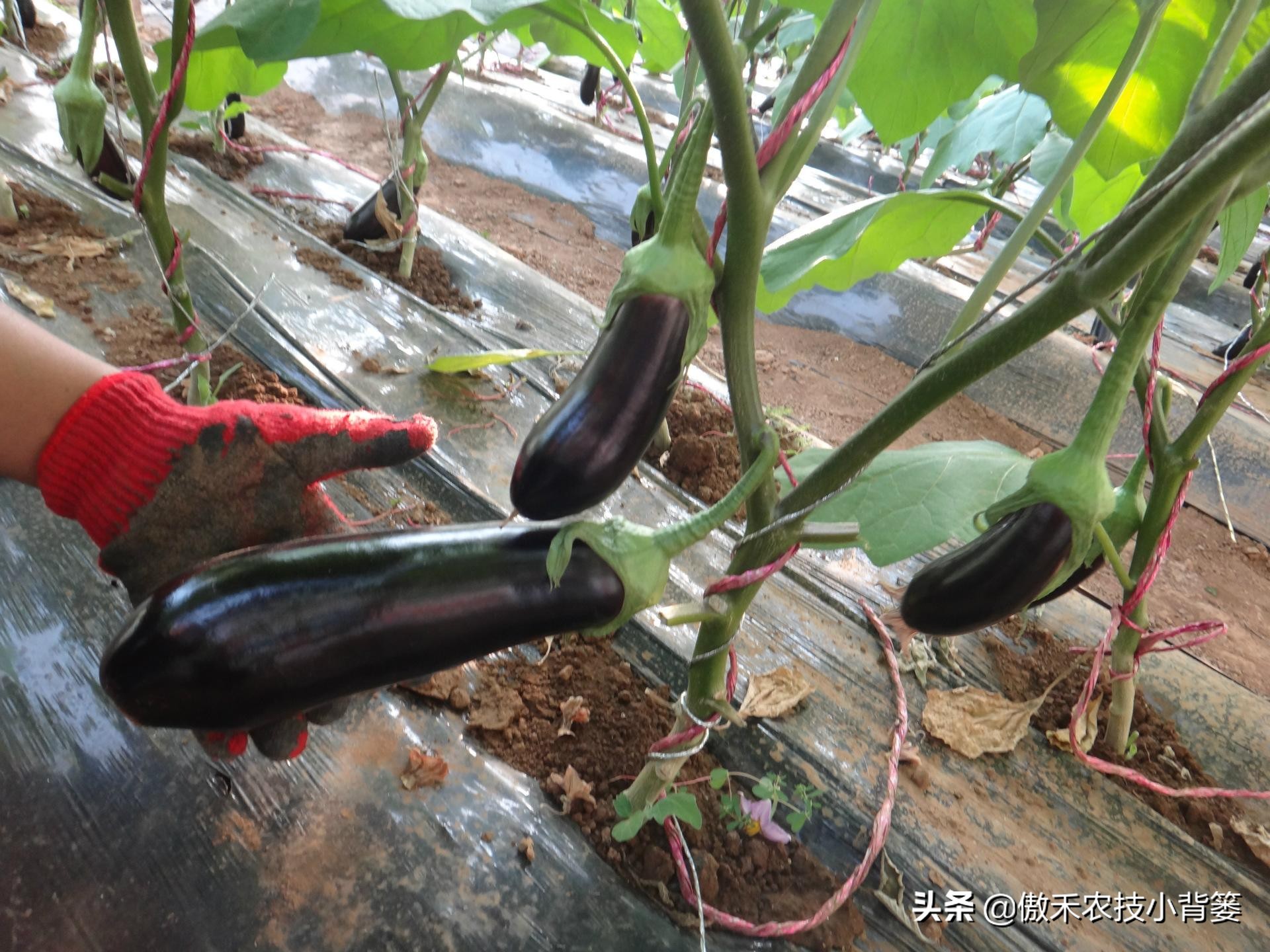 菌肥和菌剂的区别,菌肥与有机肥的区别