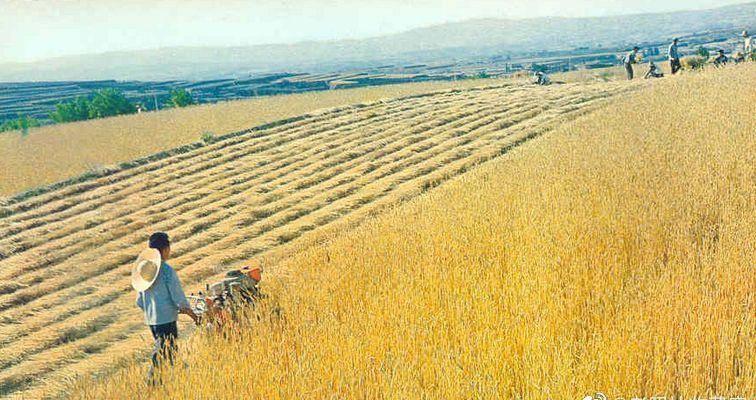 日军日记：*安妇慰**不服从管教，我很愤怒，用*刀刺**插入她的*体下**