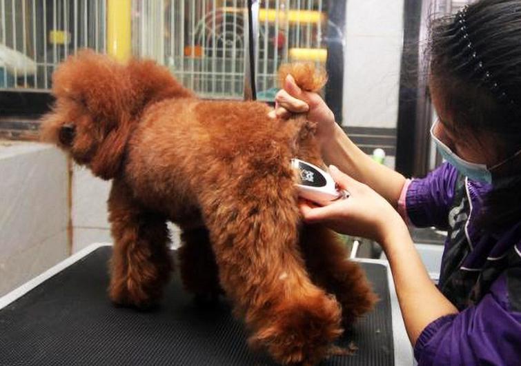 哪种宠物狗最便宜好养,养什么宠物狗比较便宜