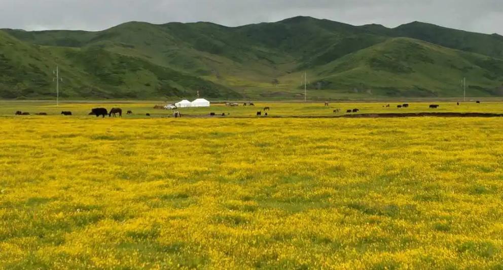 夹金山雪山现在还有积雪吗,中国红军翻越的第一座雪山