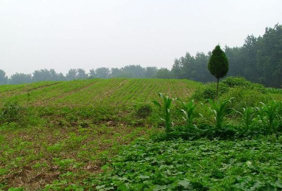 走遍中国阜阳,走遍中国灵璧