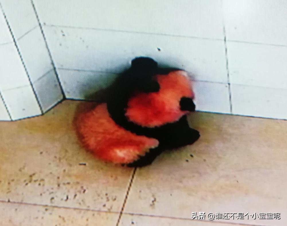 大熊猫皓月和花花,大熊猫花花有几个绯闻男友