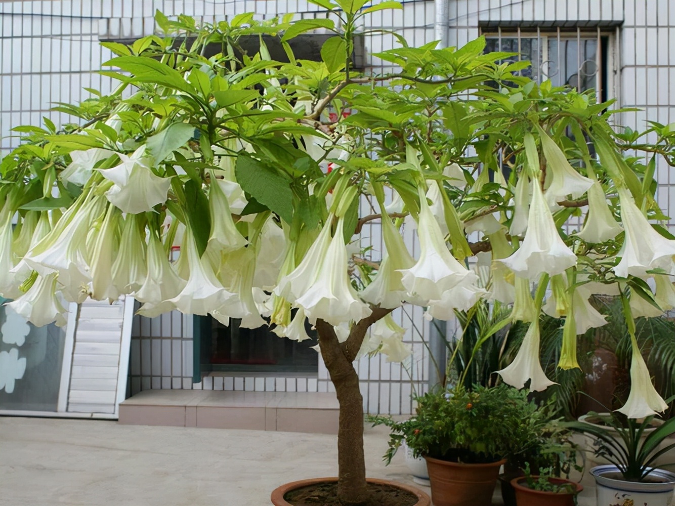 20种大毒花你家里养了吗,4种大毒花家里经常养