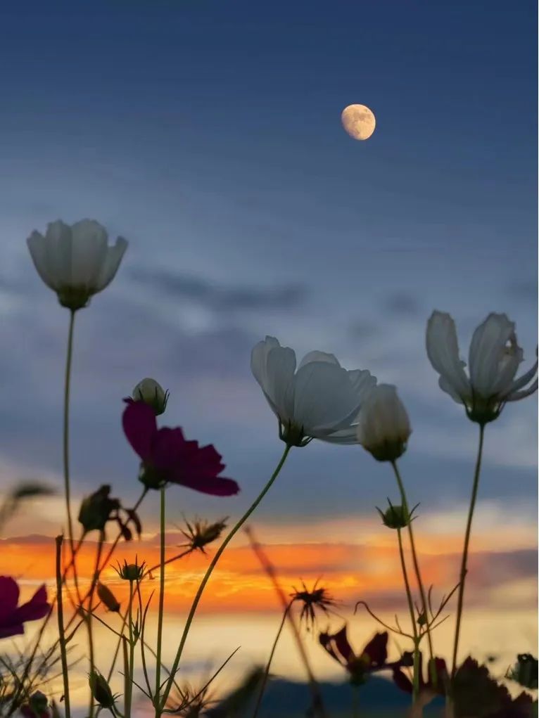 壁纸图片治愈系动漫风景,尼罗河山水治愈系风景壁纸