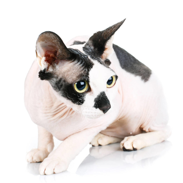 常见的宠物猫有哪些品种,十种常见的宠物猫