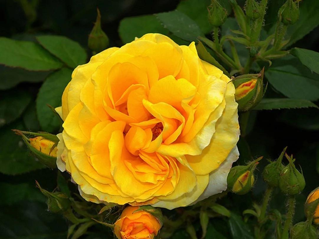 月季美图100张,妩媚动人的月季花图片