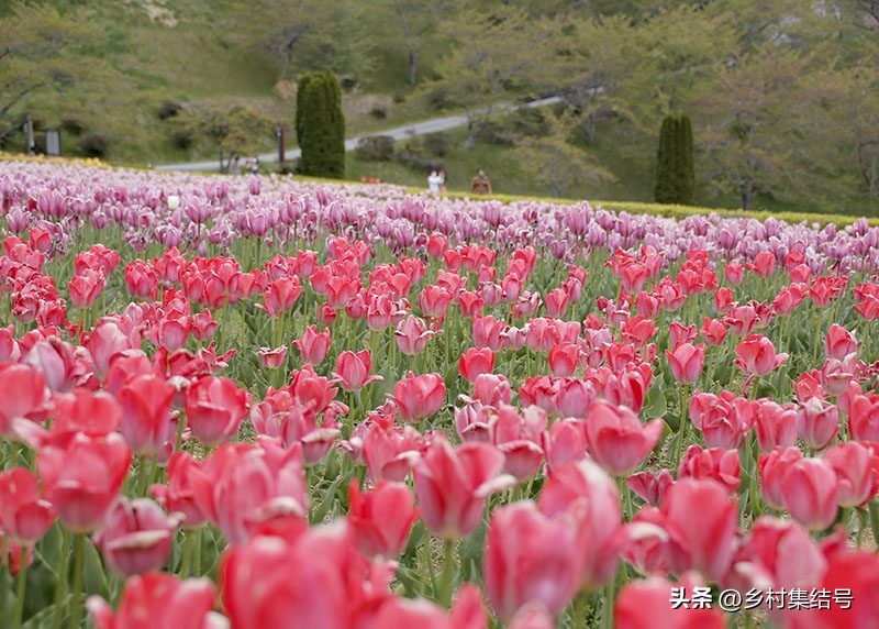 【推荐】日本馆森方舟牧场：让农业变成年轻人梦想的魅力产业
