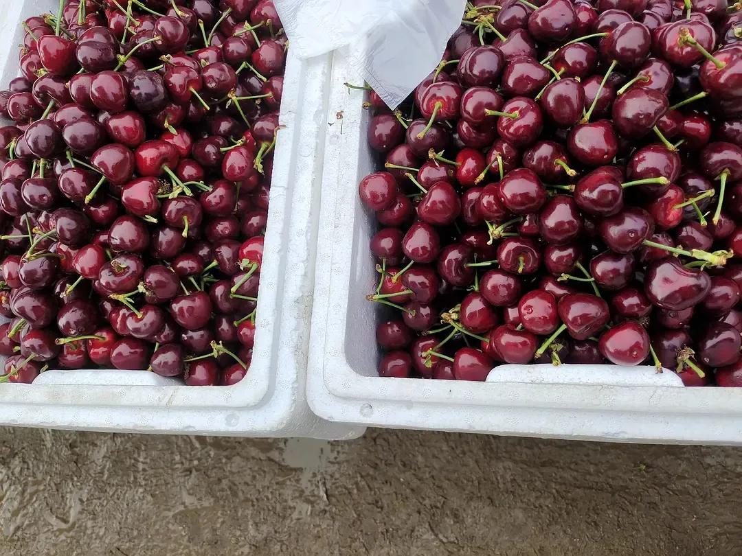 烟台水果物价,烟台地区最新的水果价格