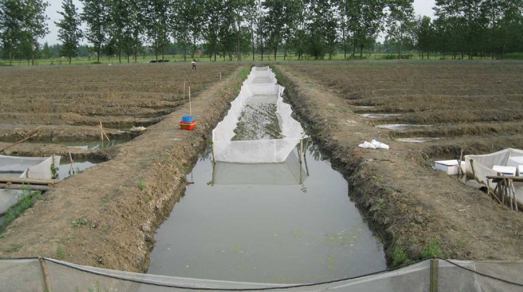 如果水蛭吸到了人物会怎么样,如果水蛭进了身体吃什么药