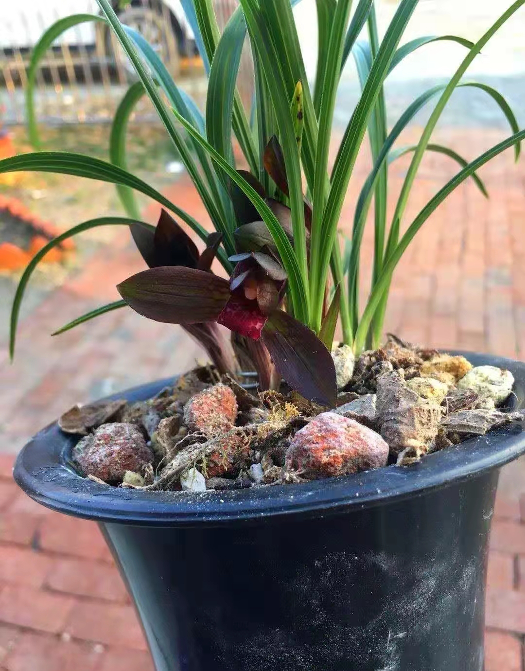 七年前，他家里的一棵春兰边艺开出极品红荷，大佬出275万收购