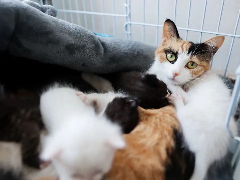 观复猫说过年抽奖,观复猫过年说