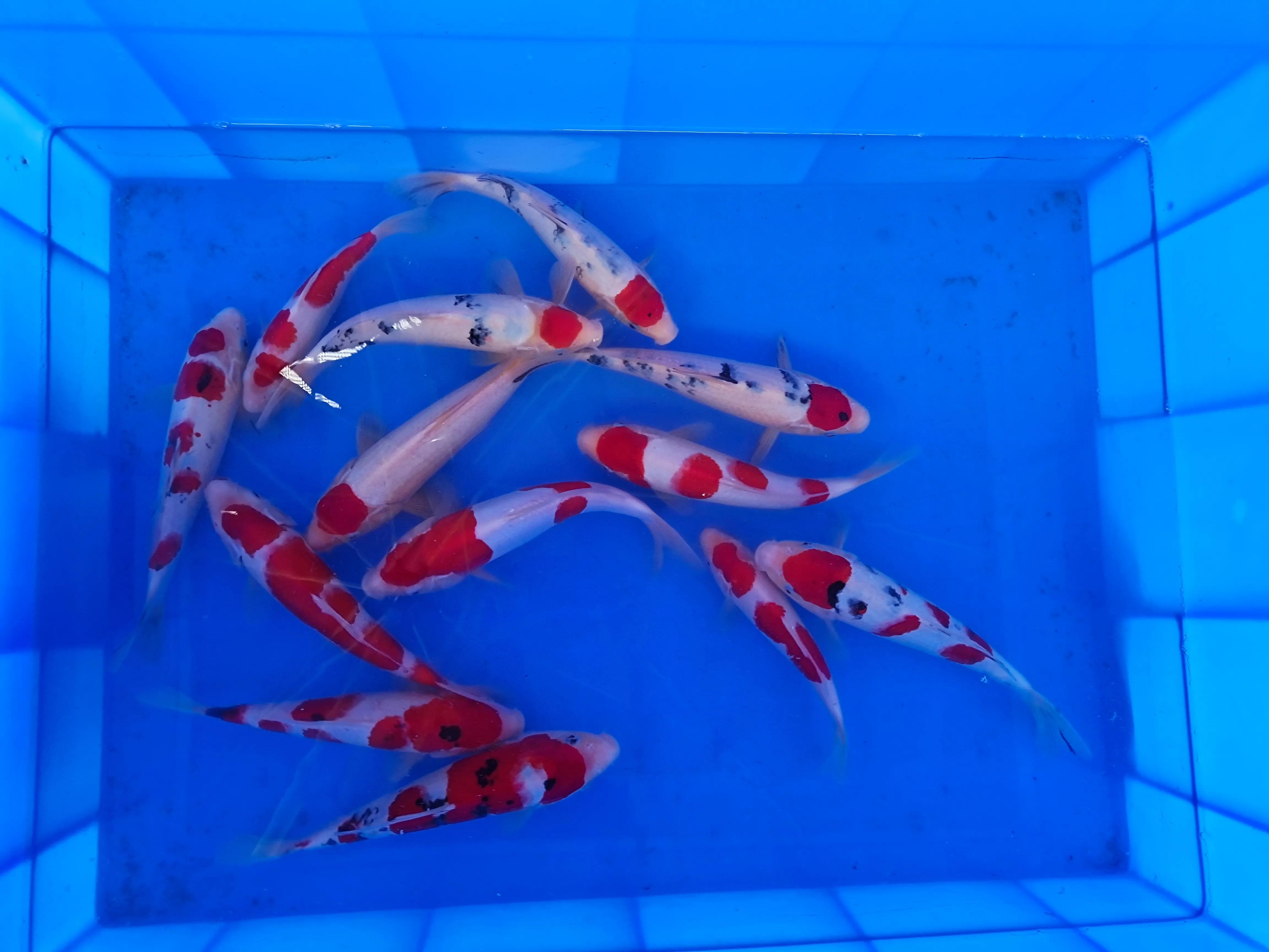 锦鲤养5条最吉利的方法,古法养锦鲤最正宗的方法