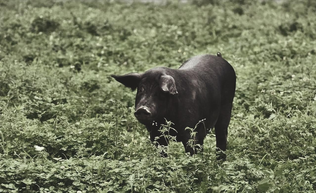 抗战时，一游击队员路遇伪军，身旁小贩埋怨道：你把我的猪放跑了