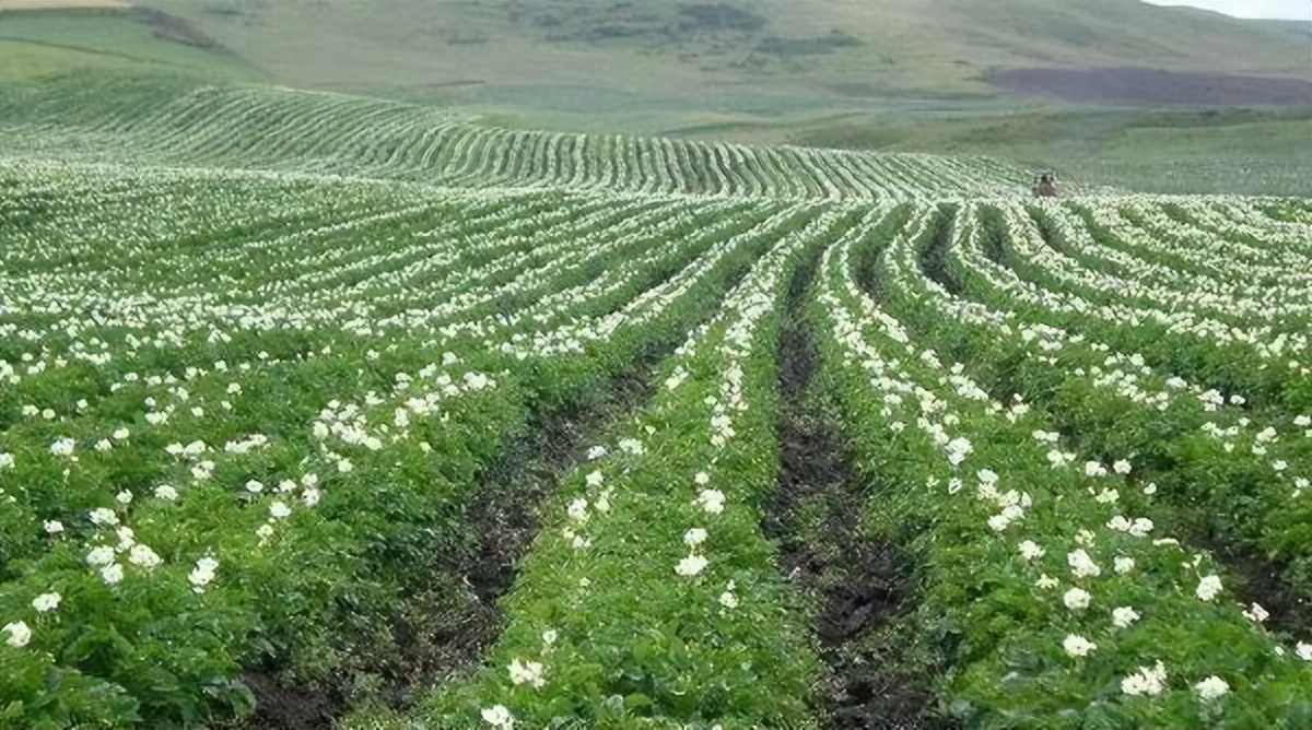 乡村振兴示范村典型案例建设方案,乡村振兴谋划不全不细典型案例