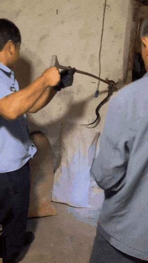 蛇出没的地方有什么,下雨天蛇出没的视频