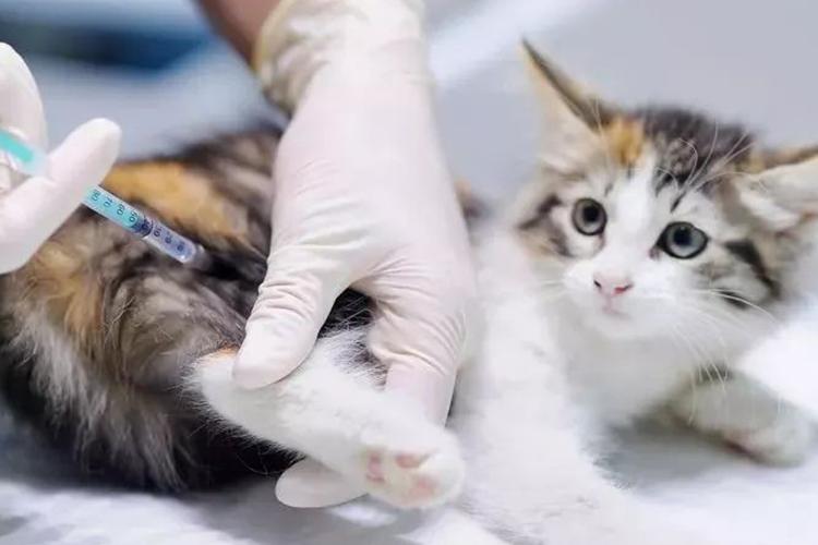 猫咪狂犬病早期的10个征兆,警惕型猫咪