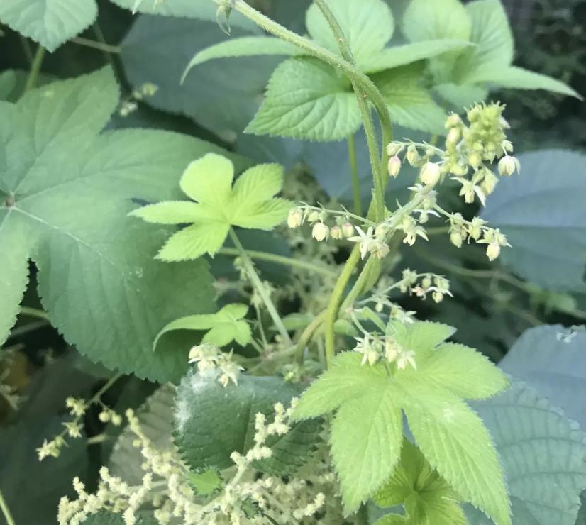 活血丹是真的吗,活血丹的好处和坏处