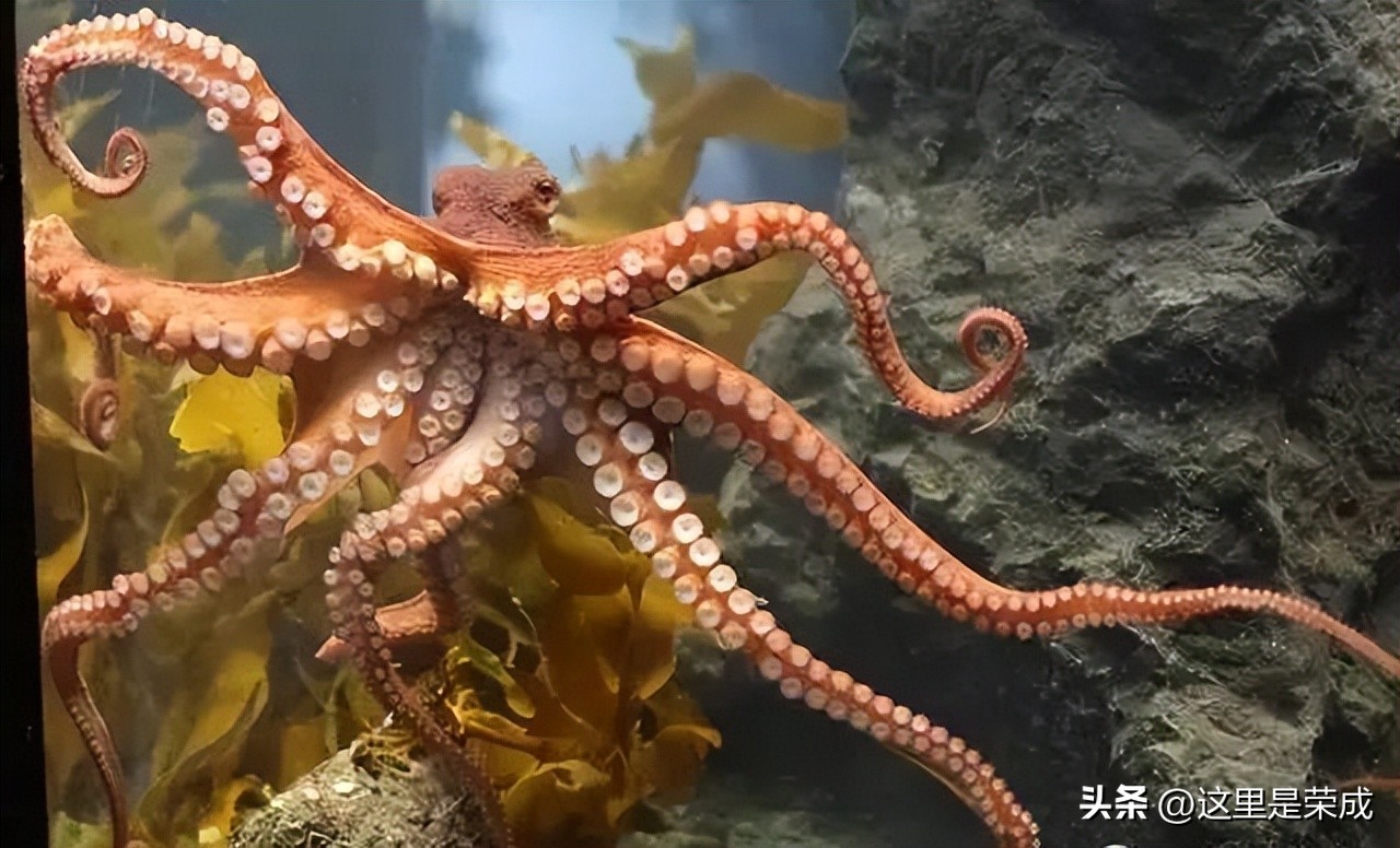 鱿鱼墨鱼鲨鱼章鱼哪个是真正的鱼,墨鱼鱿鱼和章鱼哪个营养价值最高