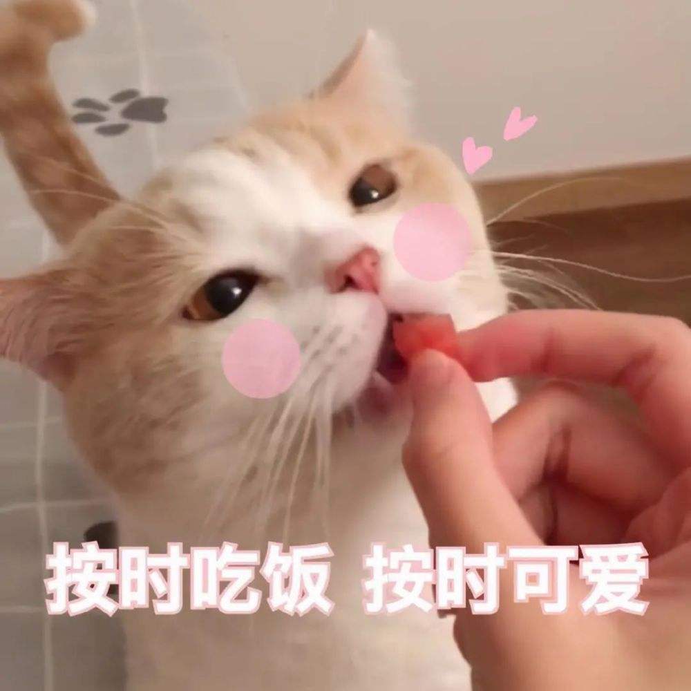 猫主子的饮食记录,猫主子的吃喝玩乐