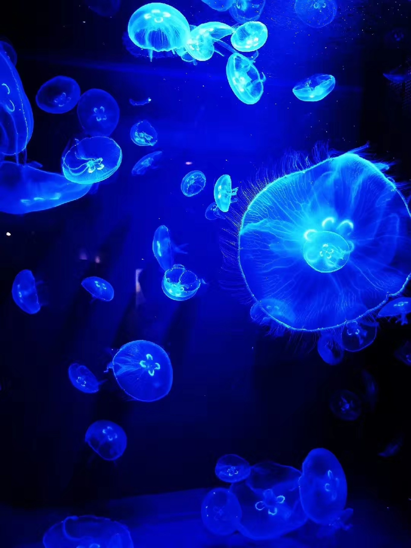 暑期档2019年,2019年暑期档