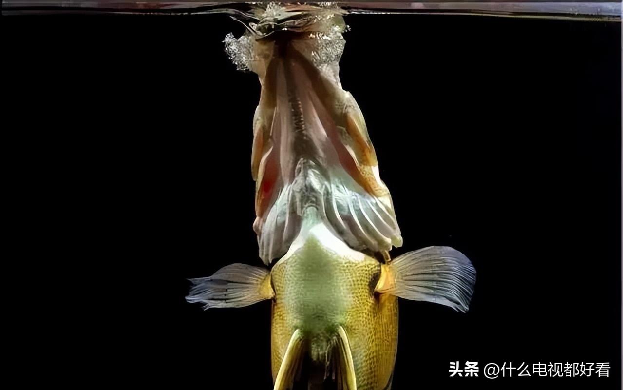 虎鱼从小饲养的正确方法,饲养虎鱼有哪些注意事项