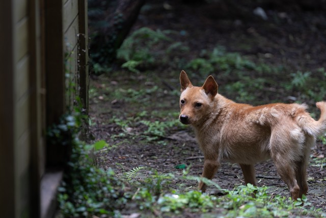 想创业养殖怎么贷款,想创业做什么养殖项目