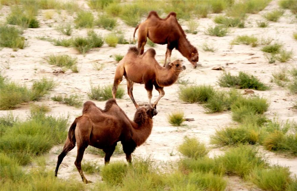 狼群围攻藏野驴400公斤,戈壁滩发现野生骆驼