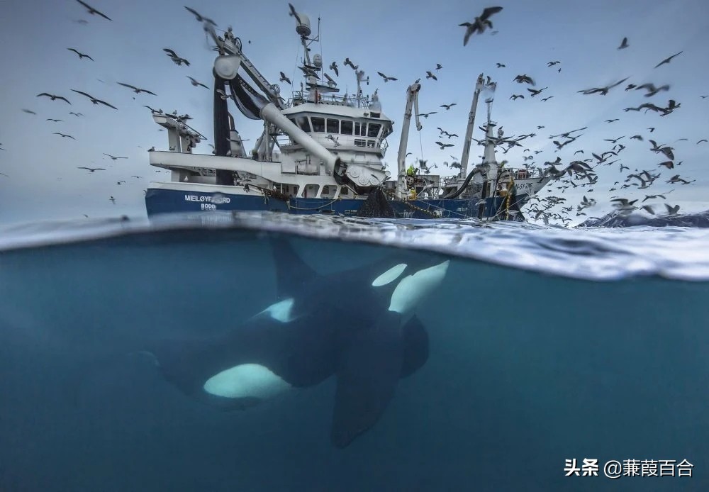 20张罕见又迷人的照片,2021年意大利锡耶纳国际摄影奖