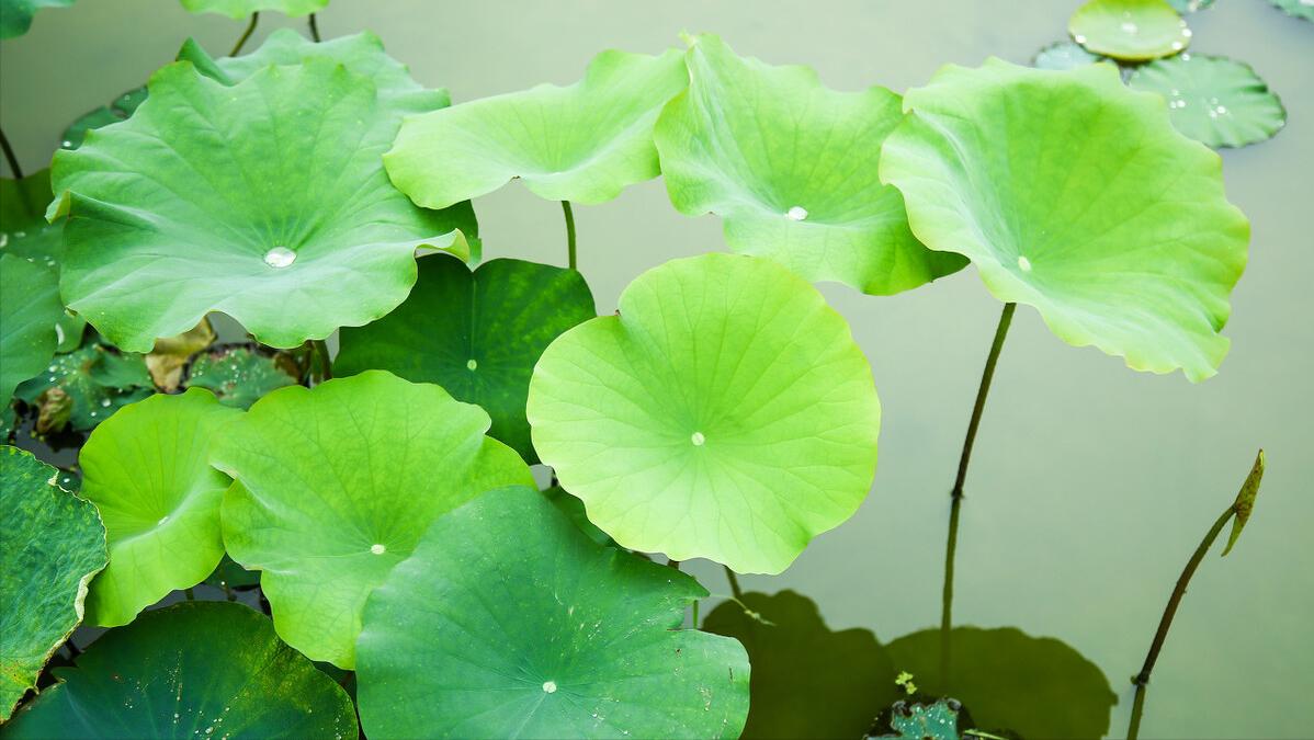 最好的0涂层不粘锅有哪些,真正无涂层不粘锅品种