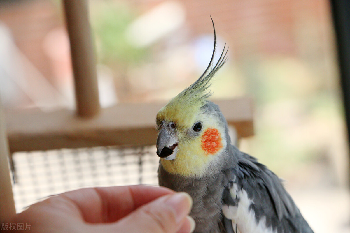 玄凤鹦鹉不爱吃食怎么办？提升鹦鹉食欲的几种方法！