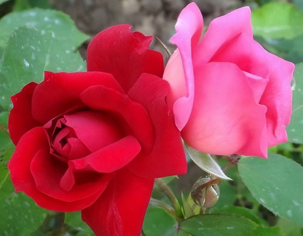 一个女人到底爱不爱你怎么看出来,女人爱你真实表现