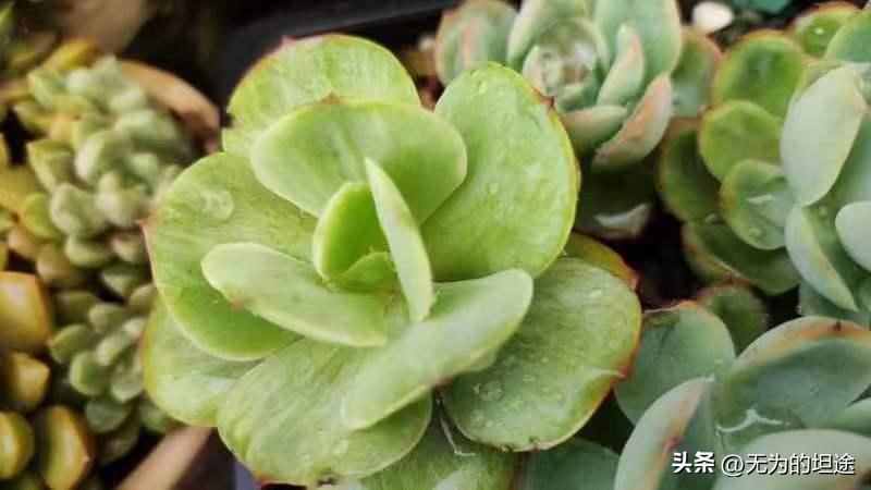 亮晶晶的黄翡翠手镯,亮晶晶的翡翠