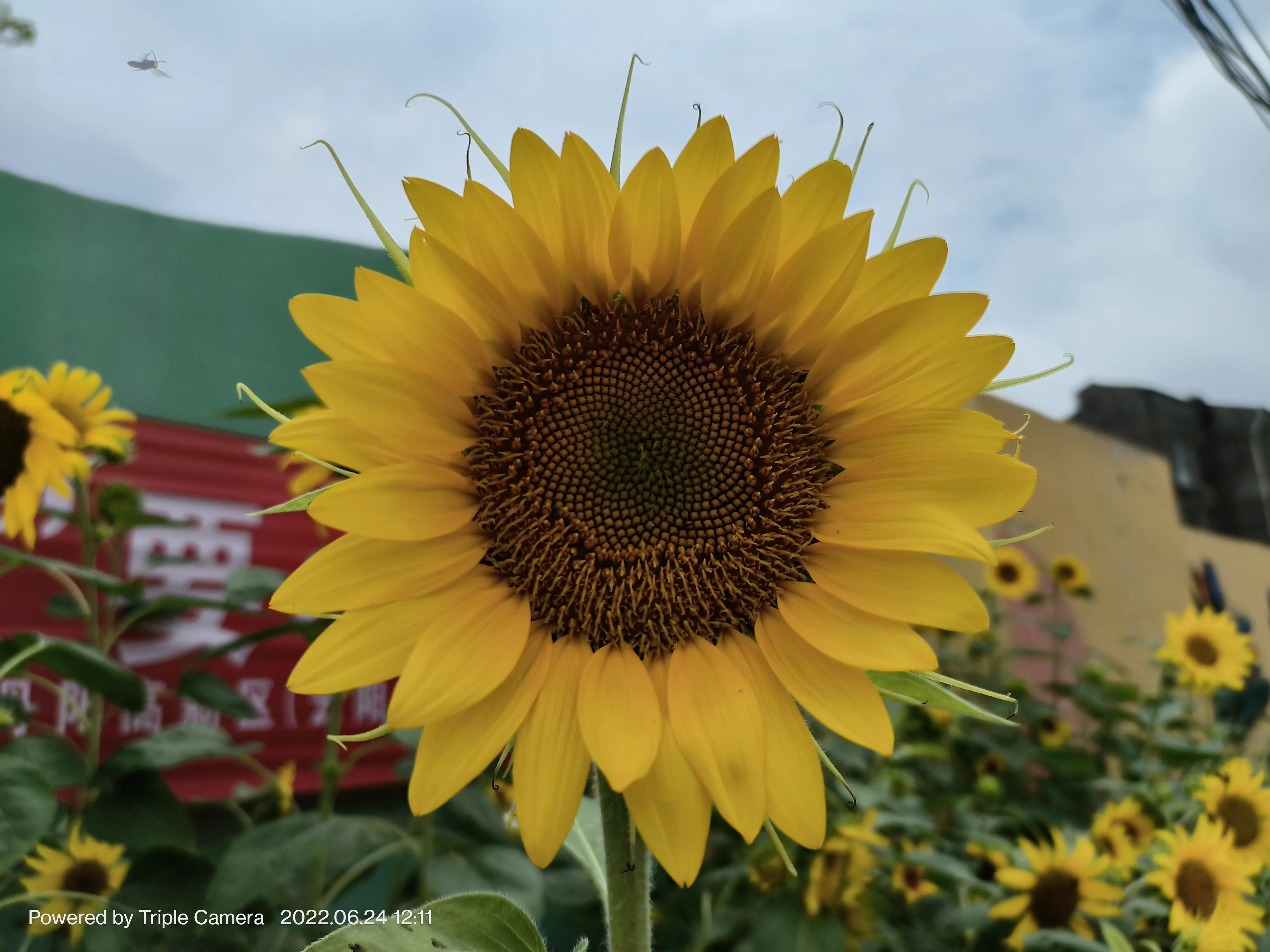 幼儿园门口班牌向日葵吊饰,学校门口的向日葵